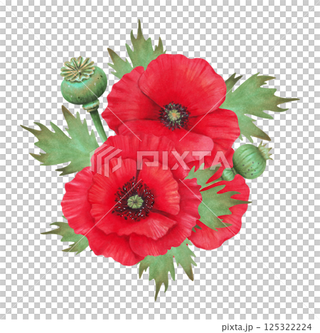 Composition of poppy flower buds with petals and capsules. Watercolor illustration. Poppy day. Hand drawn isolated art. Drawing of botanical plant. Spring and Labor Day. Cosmetology, floristry 125322224