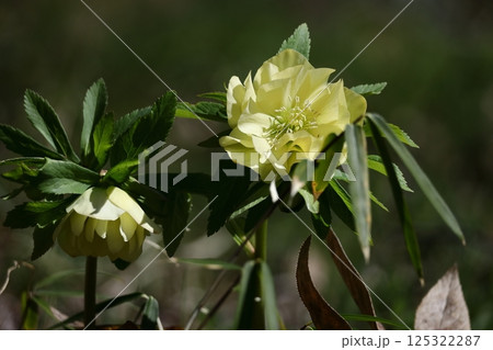 冬の貴婦人 125322287