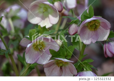 冬の貴婦人 125322332