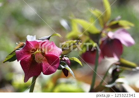 冬の貴婦人 125322341