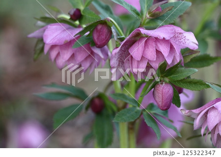 冬の貴婦人 125322347