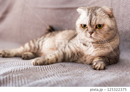 Gray scottish fold posing on gray couch Gray scottish fold posing on gray couch 125322375