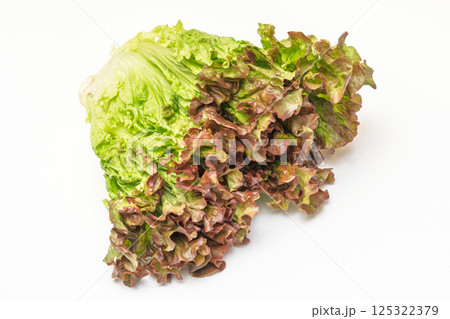 サニーレタス 125322379