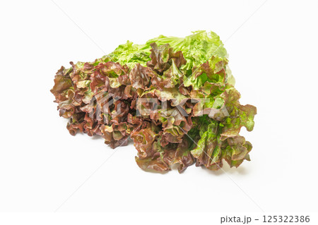 サニーレタス 125322386