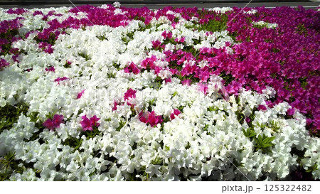 春の花壇に咲く紫色の花  (さつき) 125322482