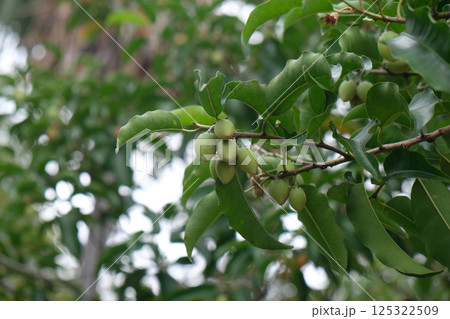 Spanish Cherry fruit (Mimusops elengi) 125322509