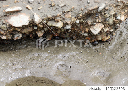 初夏 日陰に身を寄せる干潮時のイシマキガイ(大阪湾流入河川) 初夏 日陰に身を寄せる干潮時のイシマキガイ(大阪湾流入河川) 125322808