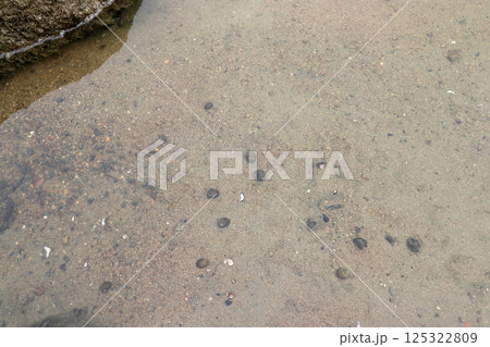 初夏 日陰に身を寄せる干潮時のイシマキガイ(大阪湾流入河川) 初夏 日陰に身を寄せる干潮時のイシマキガイ(大阪湾流入河川) 125322809