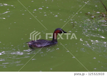 カイツブリ(埼玉県さいたま市大宮区:大宮公園) カイツブリ(埼玉県さいたま市大宮区:大宮公園) 125322810