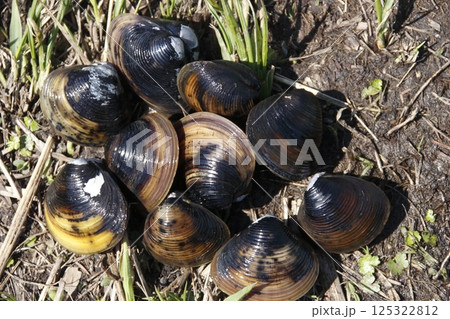 タイワンシジミ（埼玉県さいたま市緑区） 125322812