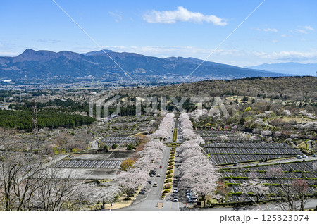 静岡御殿場の桜並木 125323074
