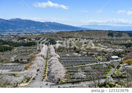 静岡御殿場の桜並木 静岡御殿場の桜並木 125323076