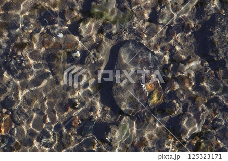 田園の用水路に生息するマツカサガイ（新潟県内） 125323171