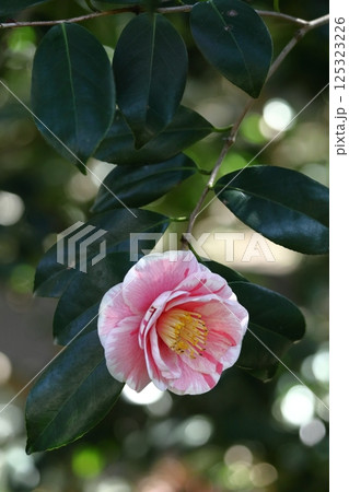 厳冬に凛と咲く 125323226