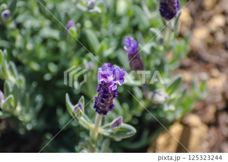 Butterfly lavender with large flowers attracting bees and pollinating insects, lavandula stoechas Butterfly lavender with large flowers attracting bees and pollinating insects, lavandula stoechas 125323244