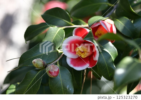 厳冬に凛と咲く 125323270