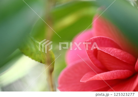 厳冬に凛と咲く 125323277