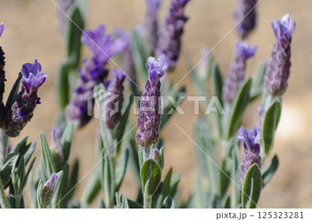 Butterfly lavender with large flowers attracting bees and pollinating insects, lavandula stoechas Butterfly lavender with large flowers attracting bees and pollinating insects, lavandula stoechas 125323281