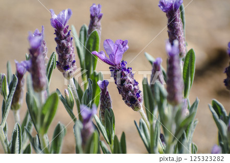 Butterfly lavender with large flowers attracting bees and pollinating insects, lavandula stoechas Butterfly lavender with large flowers attracting bees and pollinating insects, lavandula stoechas 125323282