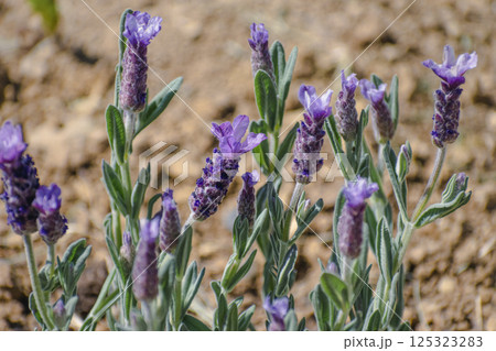 Butterfly lavender with large flowers attracting bees and pollinating insects, lavandula stoechas 125323283