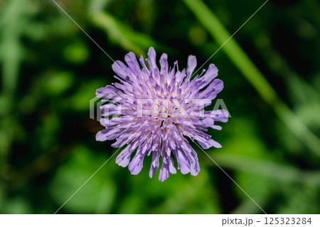 Knautia arvensis flower, the field scabious or field scabiosa Knautia arvensis flower, the field scabious or field scabiosa 125323284