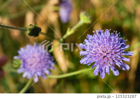 Knautia arvensis flower, the field scabious or field scabiosa Knautia arvensis flower, the field scabious or field scabiosa 125323287