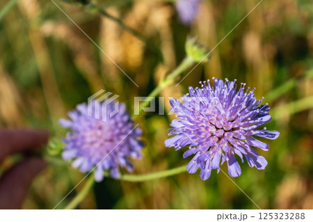 Knautia arvensis flower, the field scabious or field scabiosa 125323288