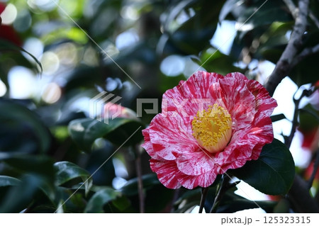 厳冬に凛と咲く 125323315