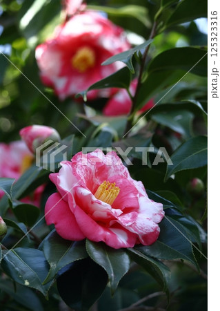 厳冬に凛と咲く 125323316