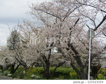 満開のこじま花の会花畑桜並木のサクラ 125323354