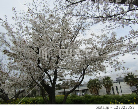 満開のこじま花の会花畑桜並木のサクラ 満開のこじま花の会花畑桜並木のサクラ 125323355