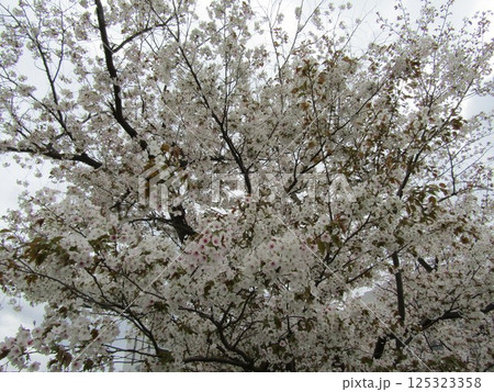 満開のこじま花の会花畑桜並木のサクラ 125323358