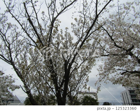 満開のこじま花の会花畑桜並木のサクラ 満開のこじま花の会花畑桜並木のサクラ 125323360