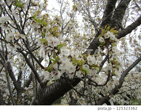 満開のこじま花の会花畑桜並木のサクラ 満開のこじま花の会花畑桜並木のサクラ 125323362