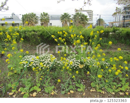 こじま花の会花畑の黄色いナバナと白いノースポールの花 こじま花の会花畑の黄色いナバナと白いノースポールの花 125323363