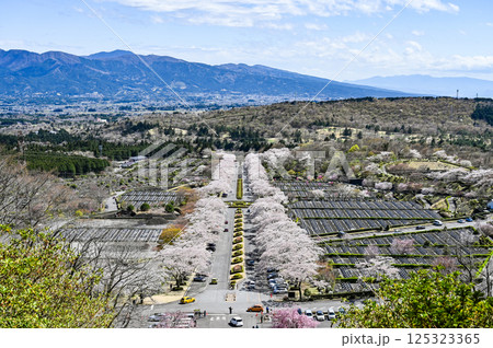 静岡県御殿場の桜並木 125323365
