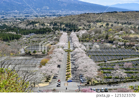 静岡県御殿場の桜並木 125323370