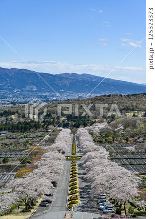 静岡県御殿場の桜並木 125323373