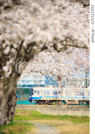 瑞梅寺川の桜並木と福岡市交通局1000系電車（福岡市営地下鉄） 125323391