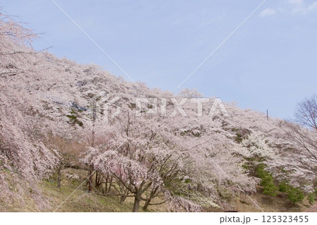 春の桜山公園 125323455