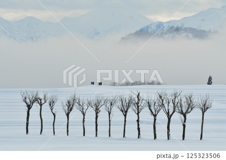 池ケ原のはさ木(新潟県) 池ケ原のはさ木(新潟県) 125323506