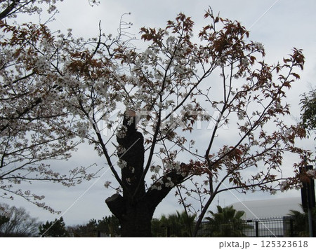 満開のこじま花の会花畑桜並木のサクラ 満開のこじま花の会花畑桜並木のサクラ 125323618