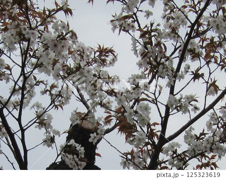 葉桜になったこじま花の会花畑桜並木のサクラ 葉桜になったこじま花の会花畑桜並木のサクラ 125323619