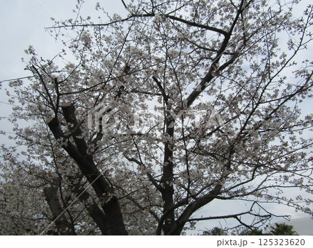 満開のこじま花の会花畑桜並木のサクラ 満開のこじま花の会花畑桜並木のサクラ 125323620