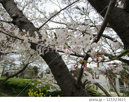満開のこじま花の会花畑桜並木のサクラ 満開のこじま花の会花畑桜並木のサクラ 125323621