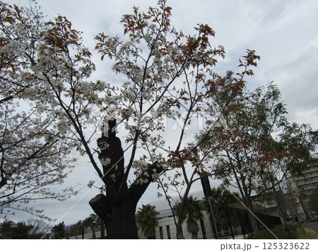 満開のこじま花の会花畑桜並木のサクラ 満開のこじま花の会花畑桜並木のサクラ 125323622