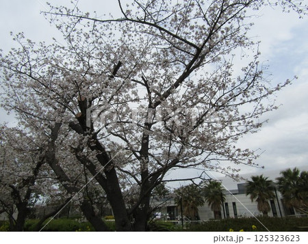 満開のこじま花の会花畑桜並木のサクラ 125323623