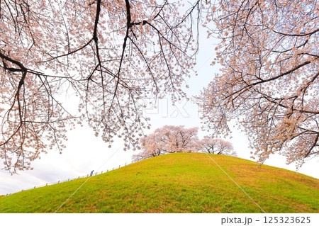 丸墓山古墳の桜（さきたま古墳公園） 125323625