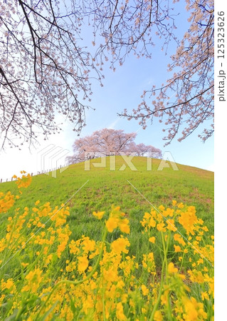 丸墓山古墳の桜（さきたま古墳公園） 125323626