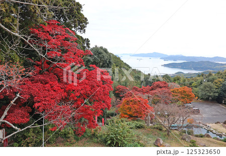 帯石観音の紅葉 帯石観音の紅葉 125323650